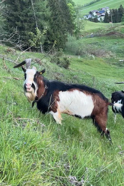 Tauernschecken-Bock
