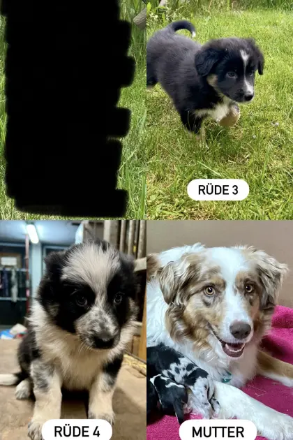 Border-Aussie-Welpen