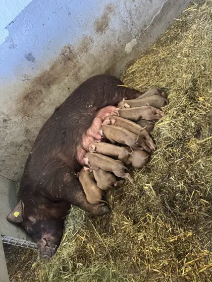 Schweine