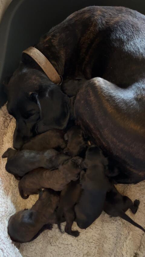 Hannoveranische Schweißhundewelpen