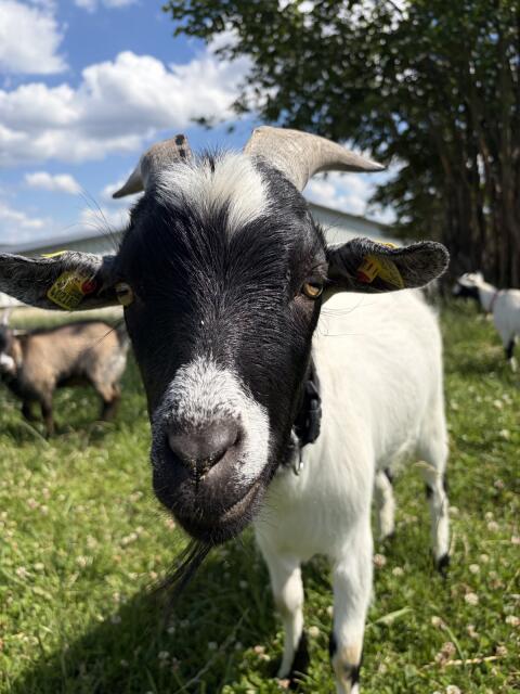 Minizwergziegenbock, kastriert
