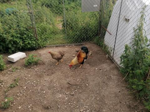 Zwergwyandotten orange geändert