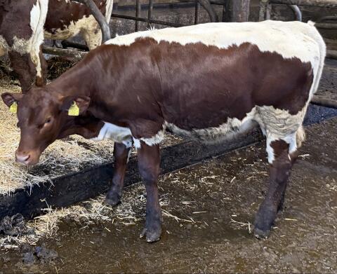 Gen. hornloses weibliches Pinzgauer Kalb