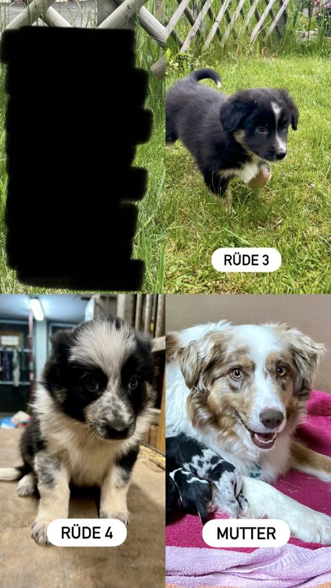 Border-Aussie-Welpen