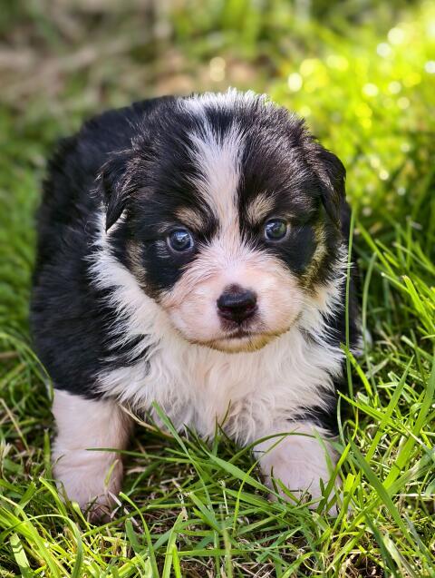 Australian Shepherd mit Ahnentafel