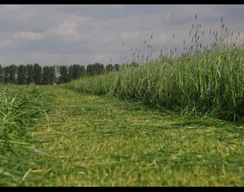 Landwirtschaftliche Flächen zum Bewirtschaften gesucht