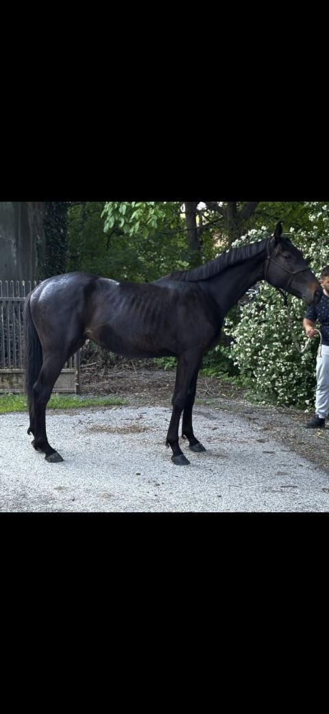 Warmblut