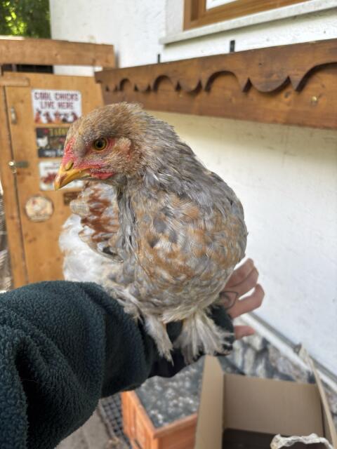 Brahma Hahn