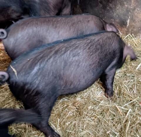 Ferkel