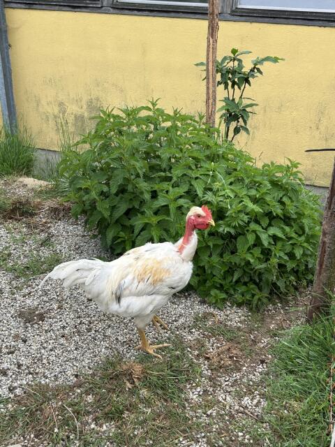 Hahn