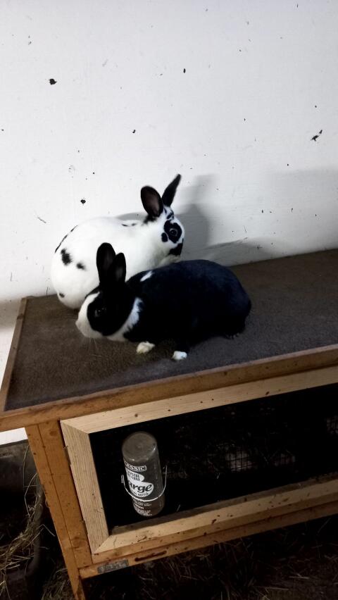 Hasen