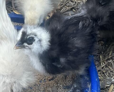Seidenhühnerküken, bio-zertifiziert