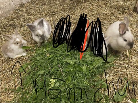 Kaninchen