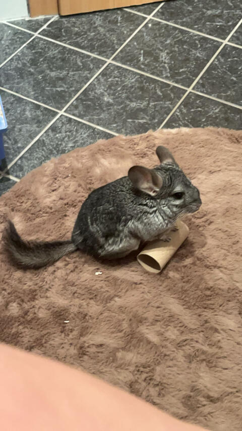 Chinchilla zum Abgeben