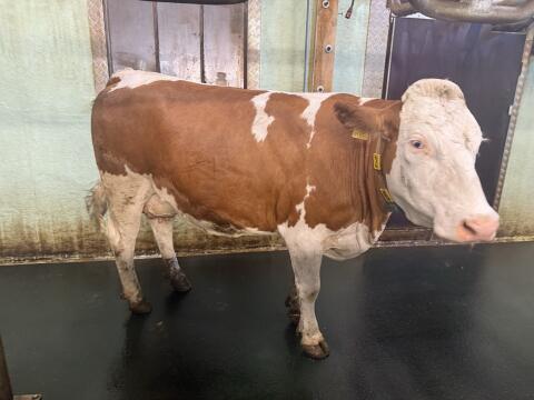 Kühe in Milch