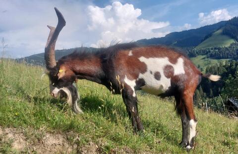 Tauernscheckenbock