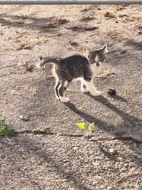 Katzen