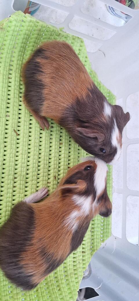 Meerschweinchen
