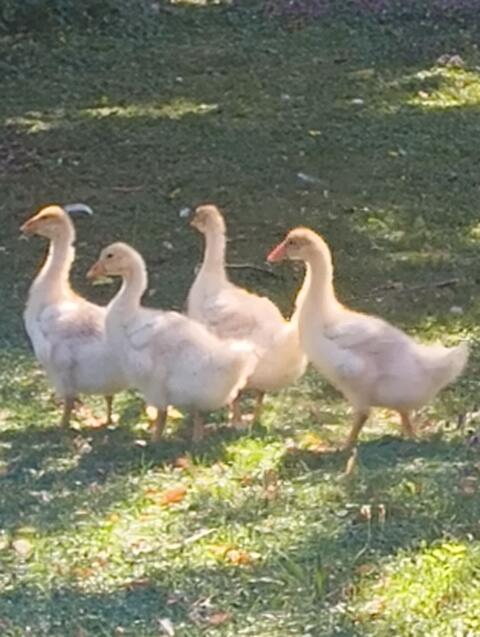 Gänse und Enten