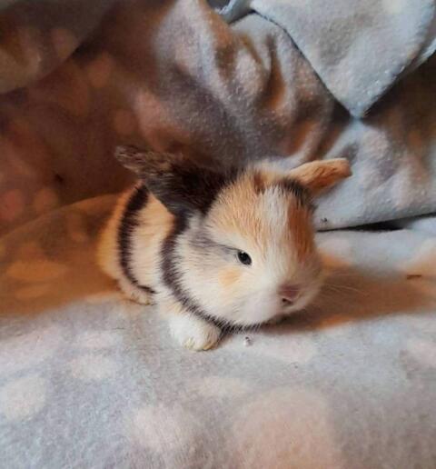 Meerschweinchen, Zwergkaninchen