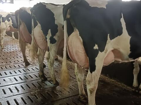 Holstein Milchkühe