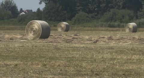 Heu ab Feld