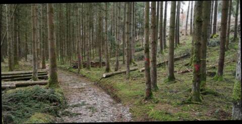 Waldgrundstück