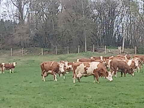 Fleckviehkuh in Milch für Mutterkuhhaltung