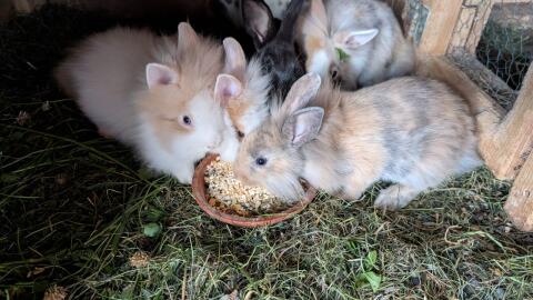 Löwenkopf-Zwergkaninchen in allen Farben