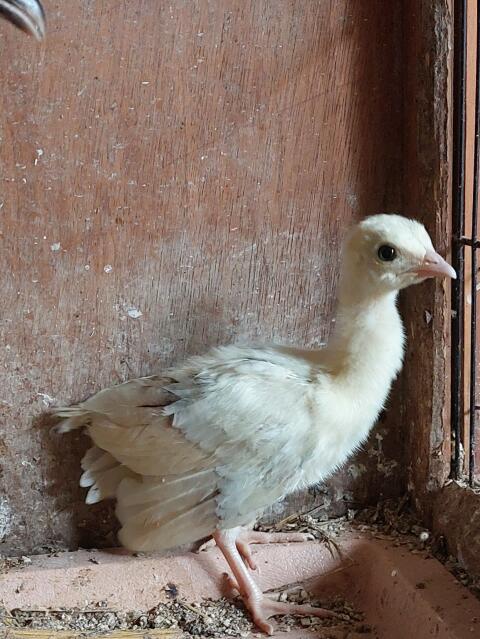 Schwarzflügelpfau-Küken
