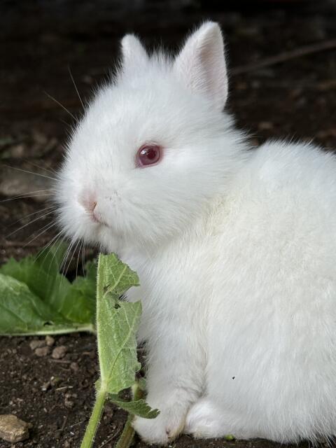 Kaninchenbabys (Albinos)
