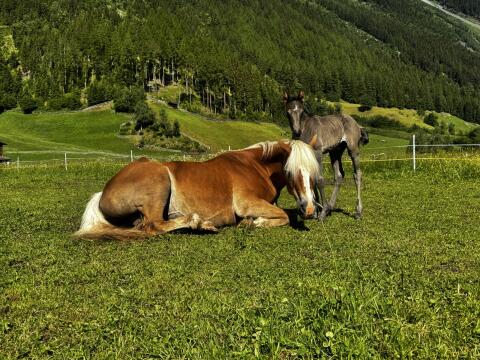 Tiroler Haflinger x Vollblutaraber Stutfohlen