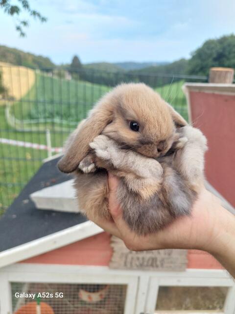 Mini Lops