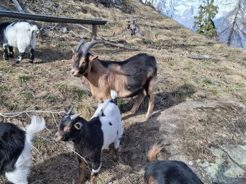 Suche Mini-Zwergziegenbock ab Mitte August