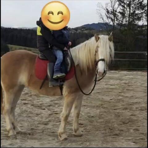Haflingerstute