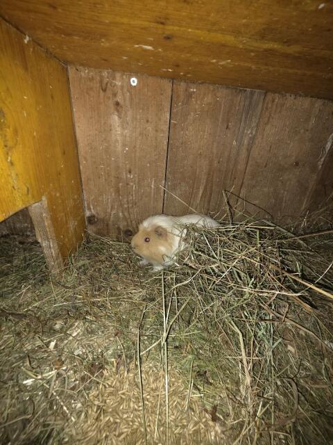 Meerschweinchen