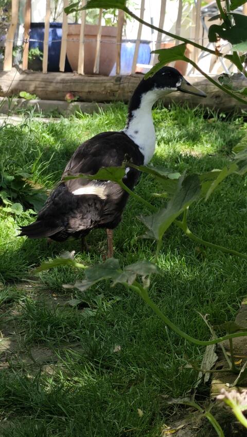 Laufenten-Erpel