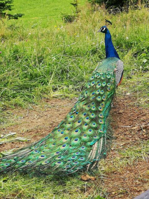 Pfauenmännchen in Blau