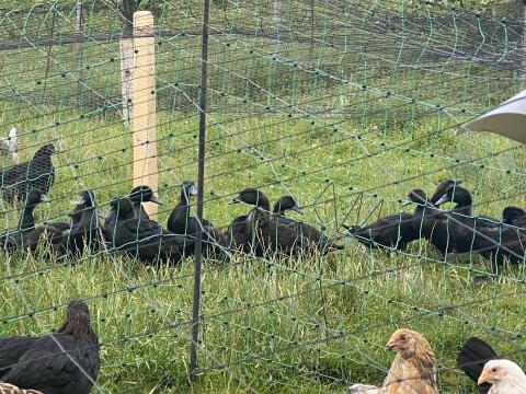 7 junge Cayuga-Enten