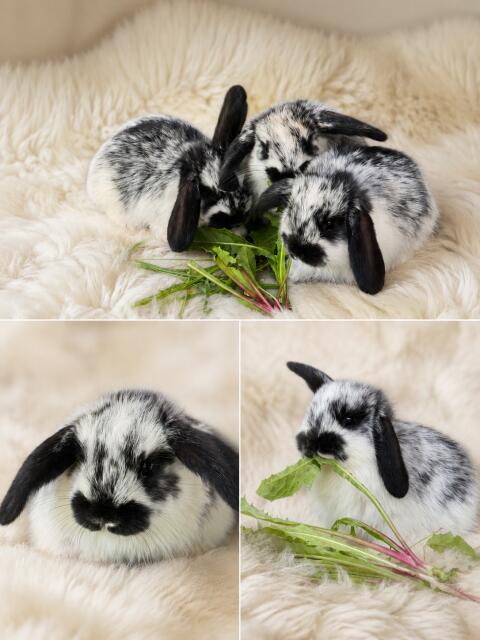 Mini Lop Babys