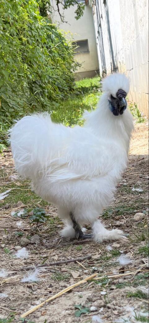 Junger Seidenhahn