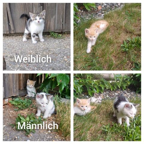 Katzenbabys