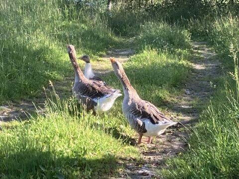 Gänsepaar einjährig für Zucht