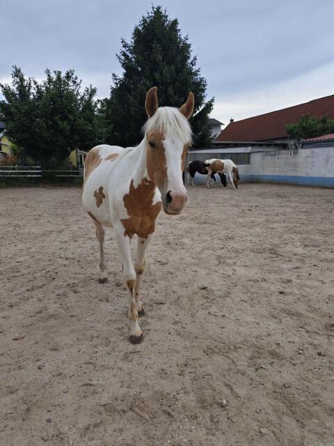 Paint Horse Stute