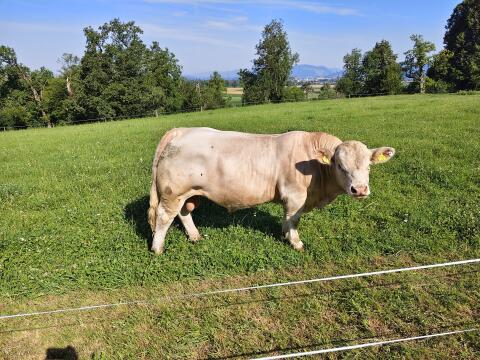 Charolais-Zuchtstier PP