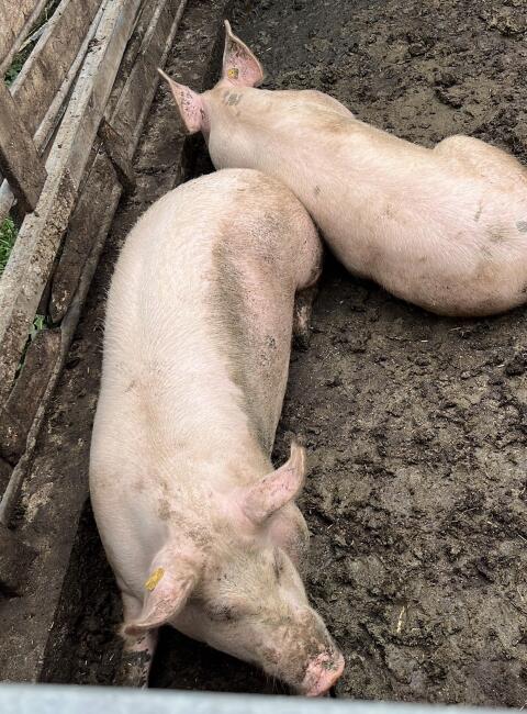 Mastschweine