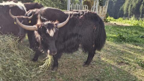 Yak-Stier, 2-jährig, zu verkaufen
