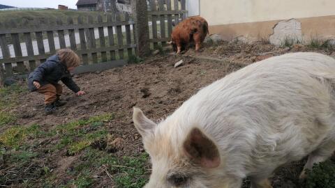 Kune Kune