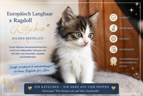 Ragdoll, Europäisch Langhaar Kätzchen