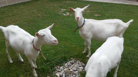 2 junge Saaneziegen in Milch abzugeben